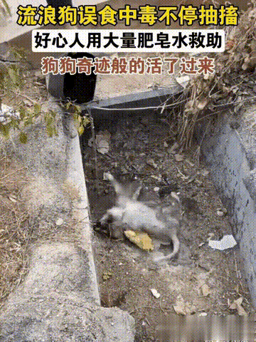 有时候一次好心帮助就能救回一只狗狗的命！一只流浪狗不慎误食了有毒的食物，它疼地满