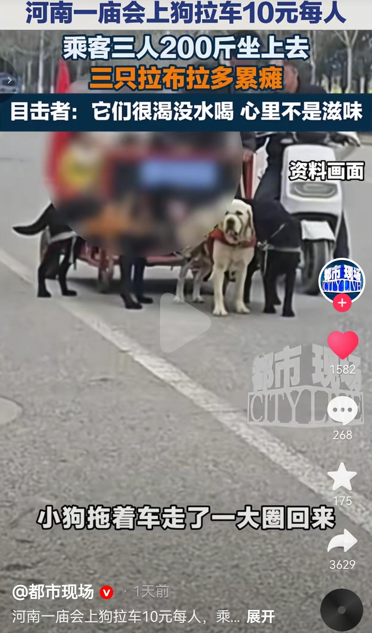 简直没人性！河南南阳镇平庙会上，有人把三只拉布拉多当牲口使唤，拉着近200斤的一