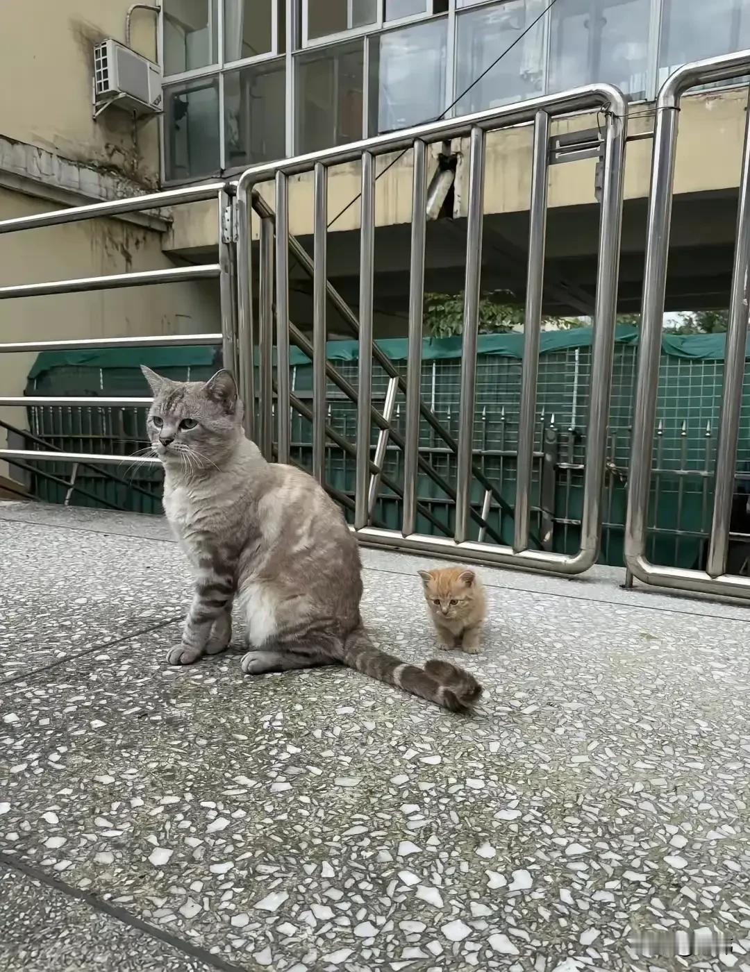 太可爱了吧！这天一位小姐姐去一个餐厅吃饭，吃完她就走到一个露台上透透气，结果看到