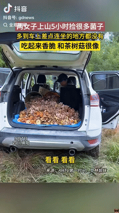 “发财了！”四川，女子和朋友爬山，发现很多野生菌子，2人为了一网打尽，竟然花了5