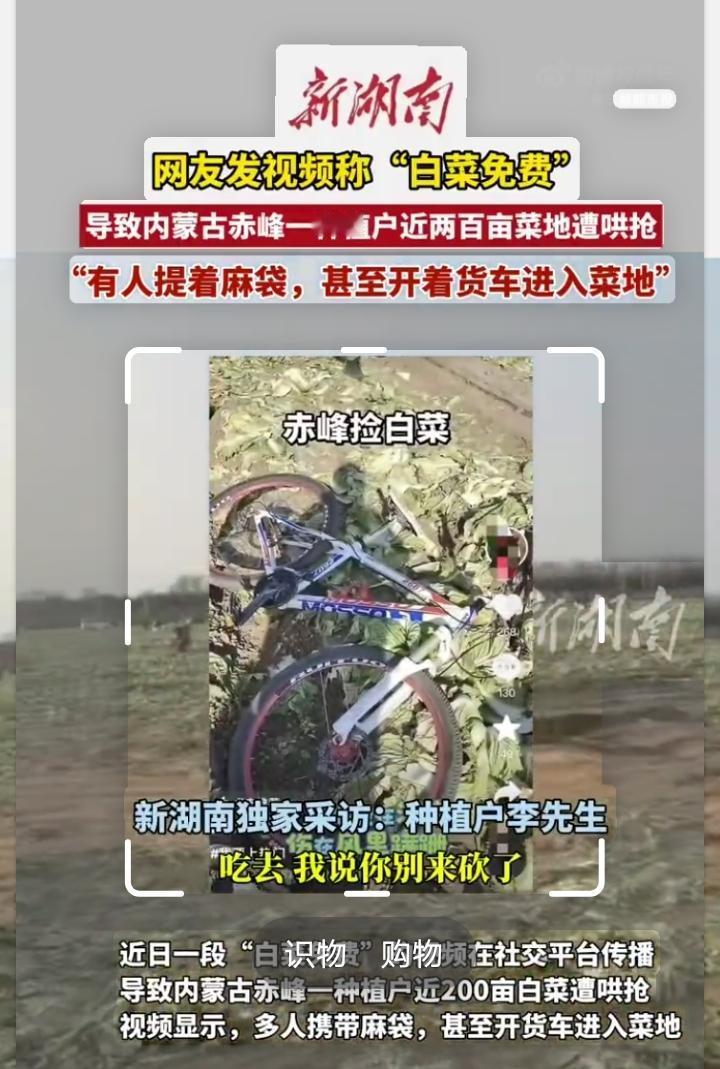 “白菜免费”视频疯传后，菜农200亩地被洗劫！谁该为这百万损失买单？网友误传“