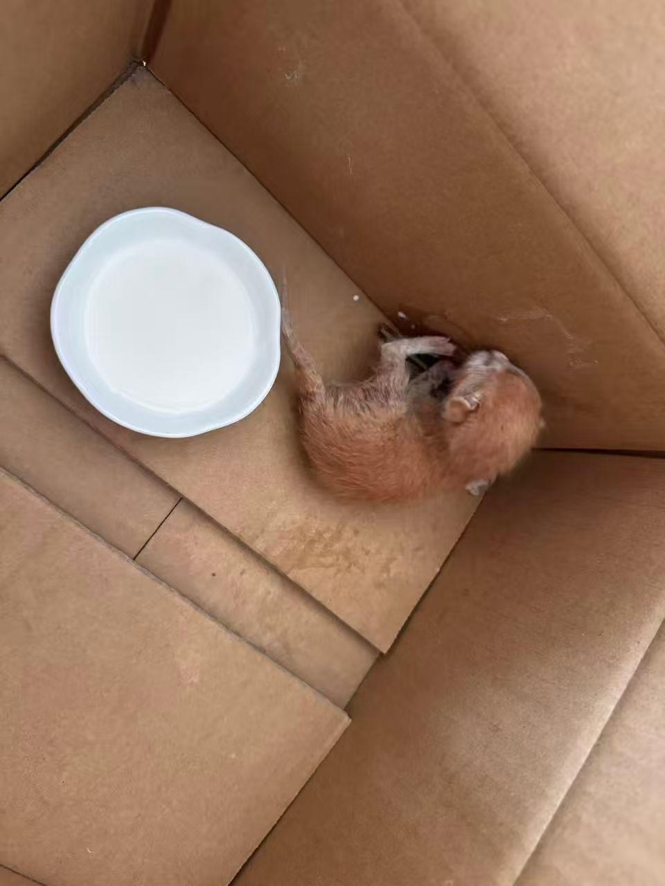 珠海，求助猫妈妈哺乳刚出生幼猫一只，被猫妈码遗弃在我家阳台已经超过24小时，诚