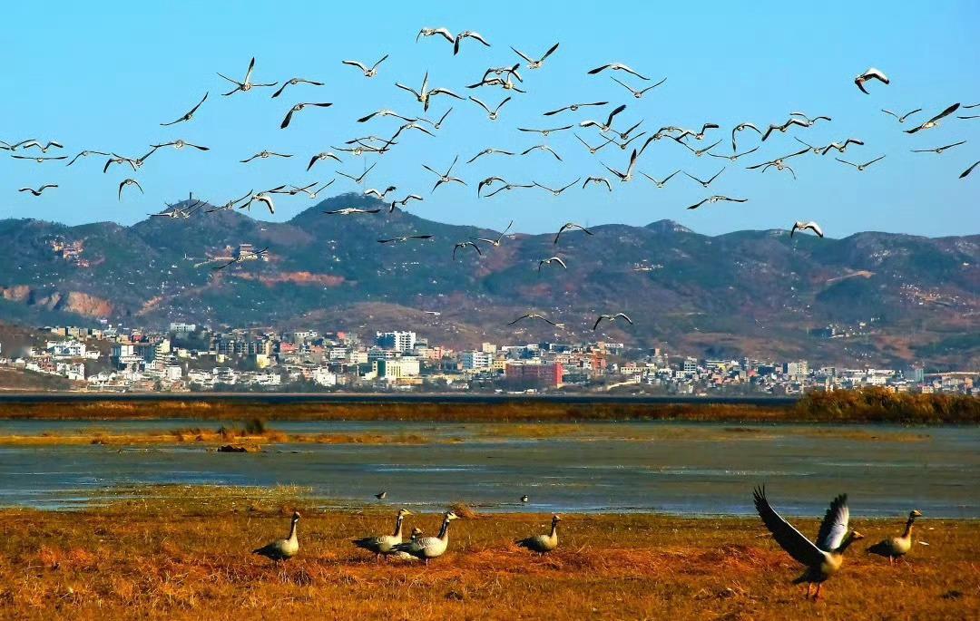 贵州·威宁草海｜世界上最受欢迎的旅游胜地草海素有“鸟的王国”之称，特