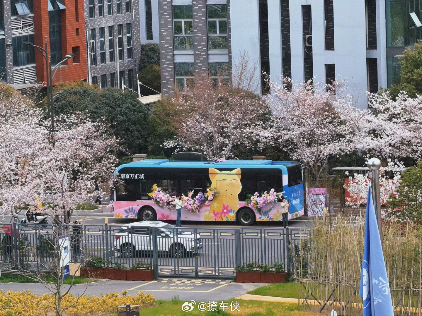 好多地方的樱花都开了，周末天气不错，抓紧时间去赏花