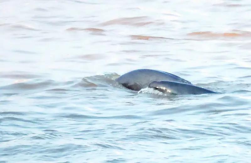 4月22日，有网友发视频称在武汉洪山区长江边发现江豚尸体，尸体浑身布满黑斑，腹部