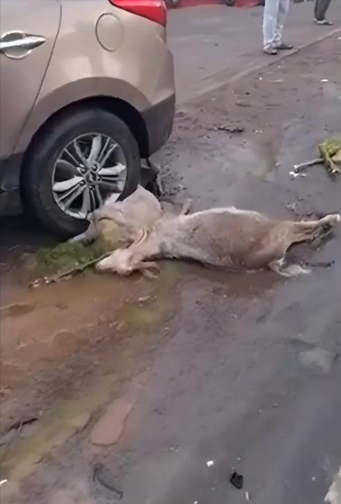 湖南湘潭，男子开车时开小差，撞死了牧民的54只山羊，交警认定男子全责，男子也认了