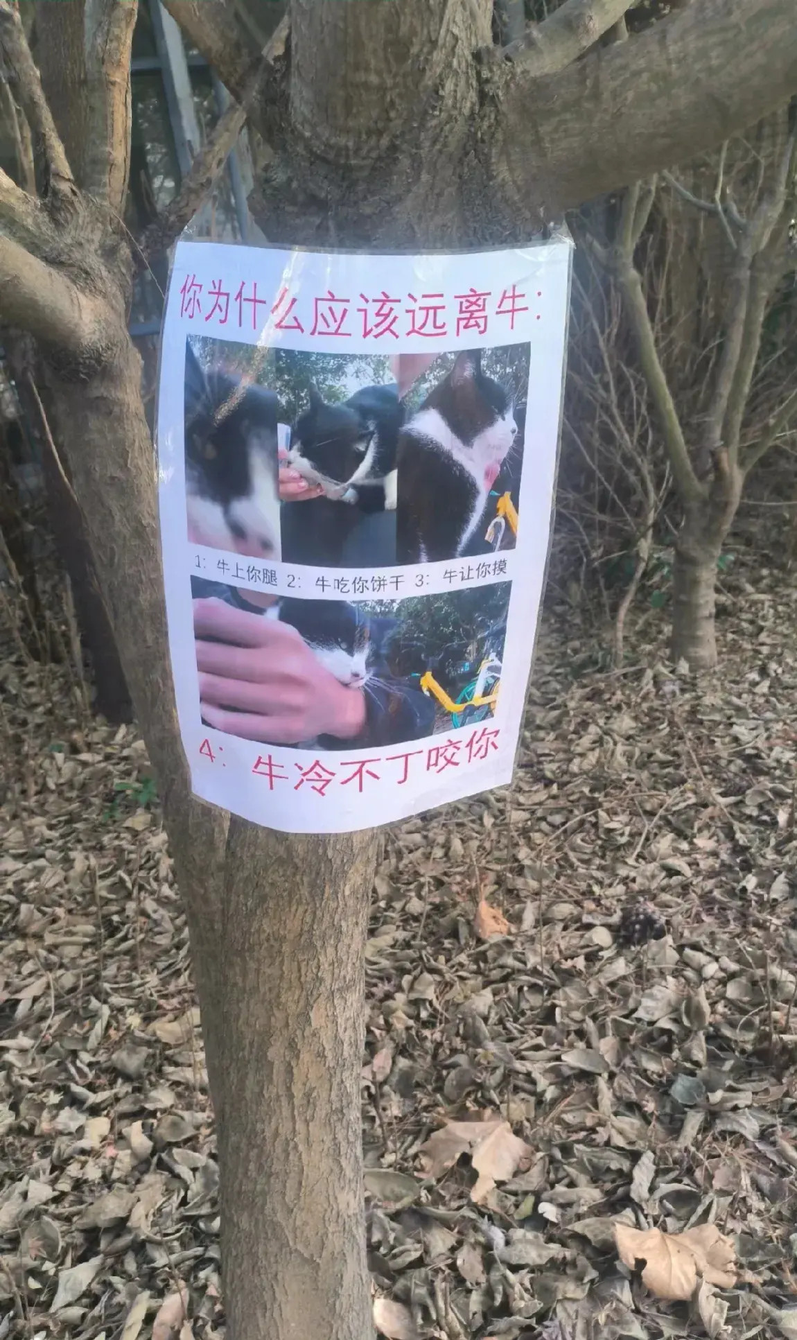 时隔半年，恶霸奶牛猫又被挂了哈哈哈哈每天在路边等待有缘人的特仑苏又被挂了奶牛猫校