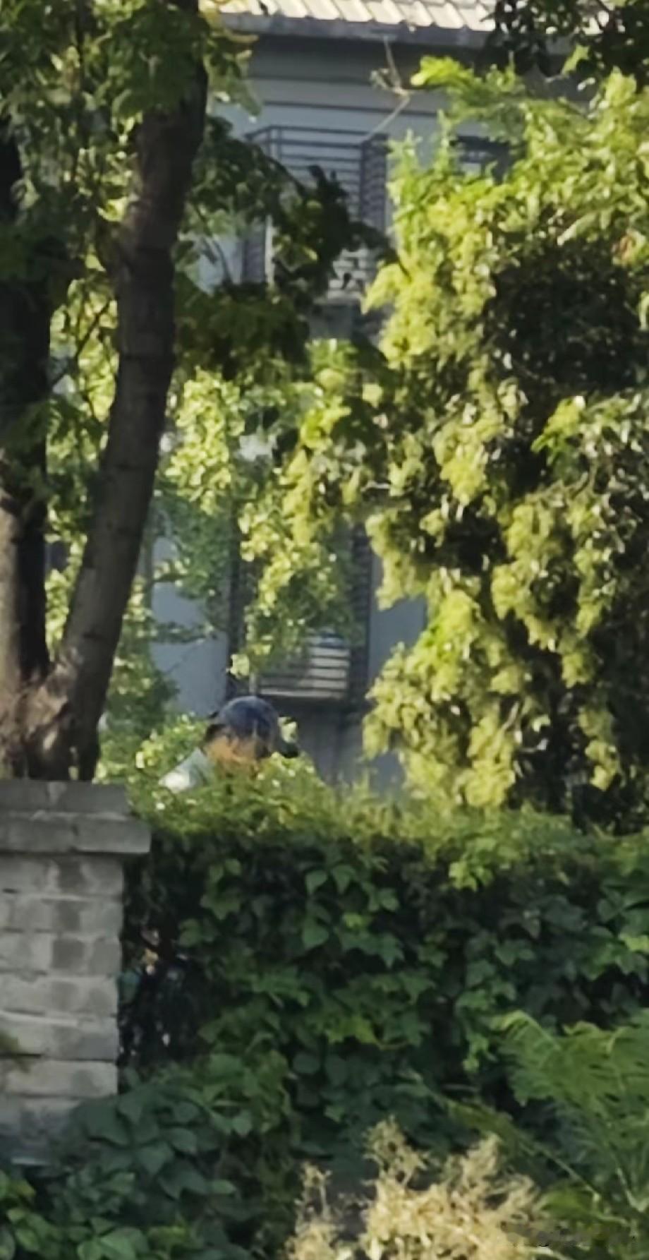 西安此人戴帽子和眼镜躲在环城公园外部草丛，用弹弓甩石子打向公园的人。我发现好多次