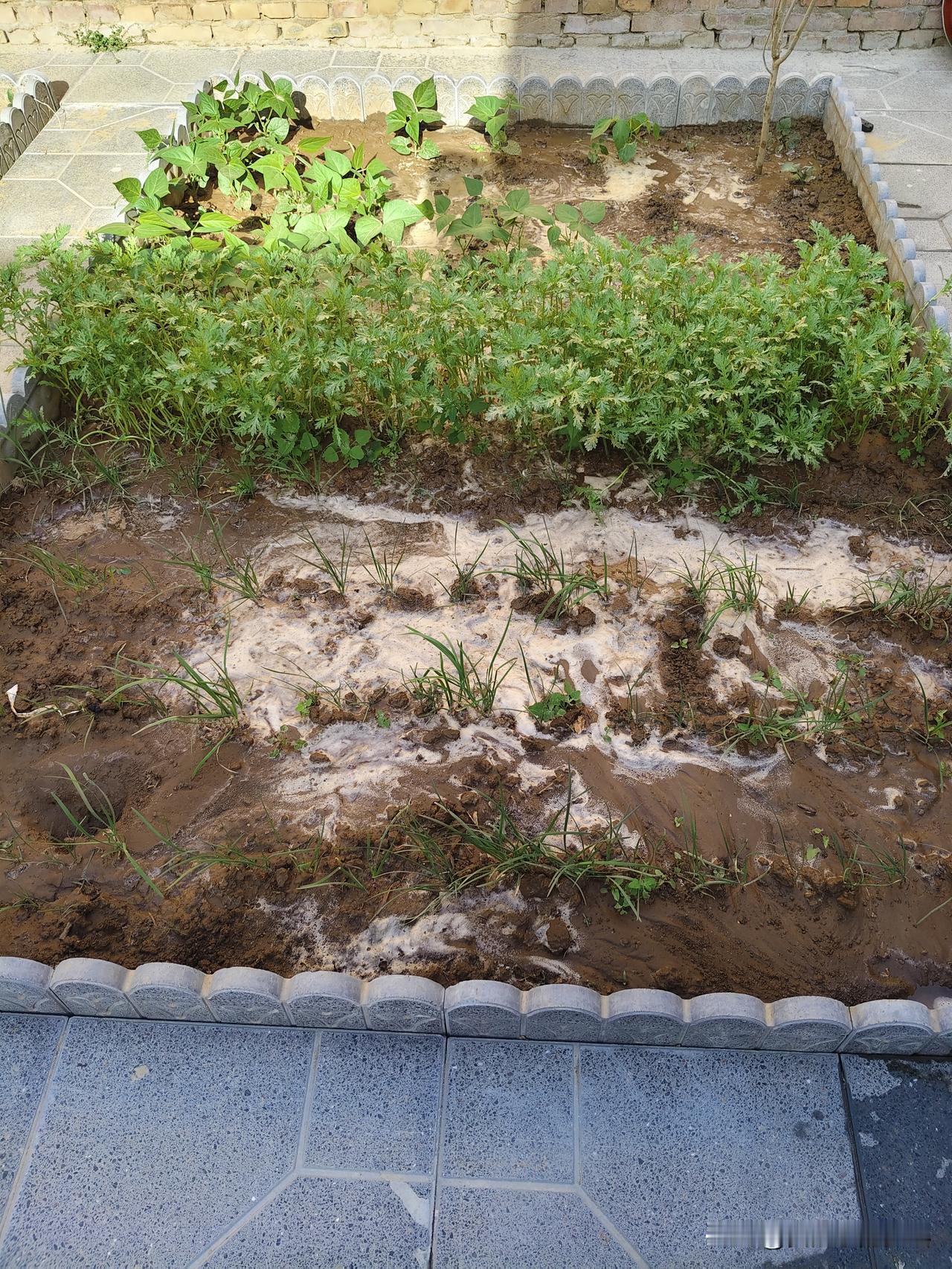 农家小院，自己种点菜，茼蒿、豆角、菠菜、小白菜、蒜苗、丝瓜等等，绿色无污染无公害