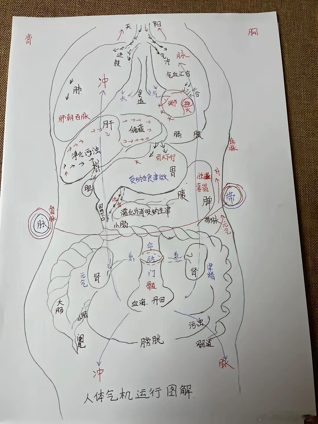圆运动一气周流理论的核心用药思路，这是彭子益、黄元御等医家的重要学术思想。您已准