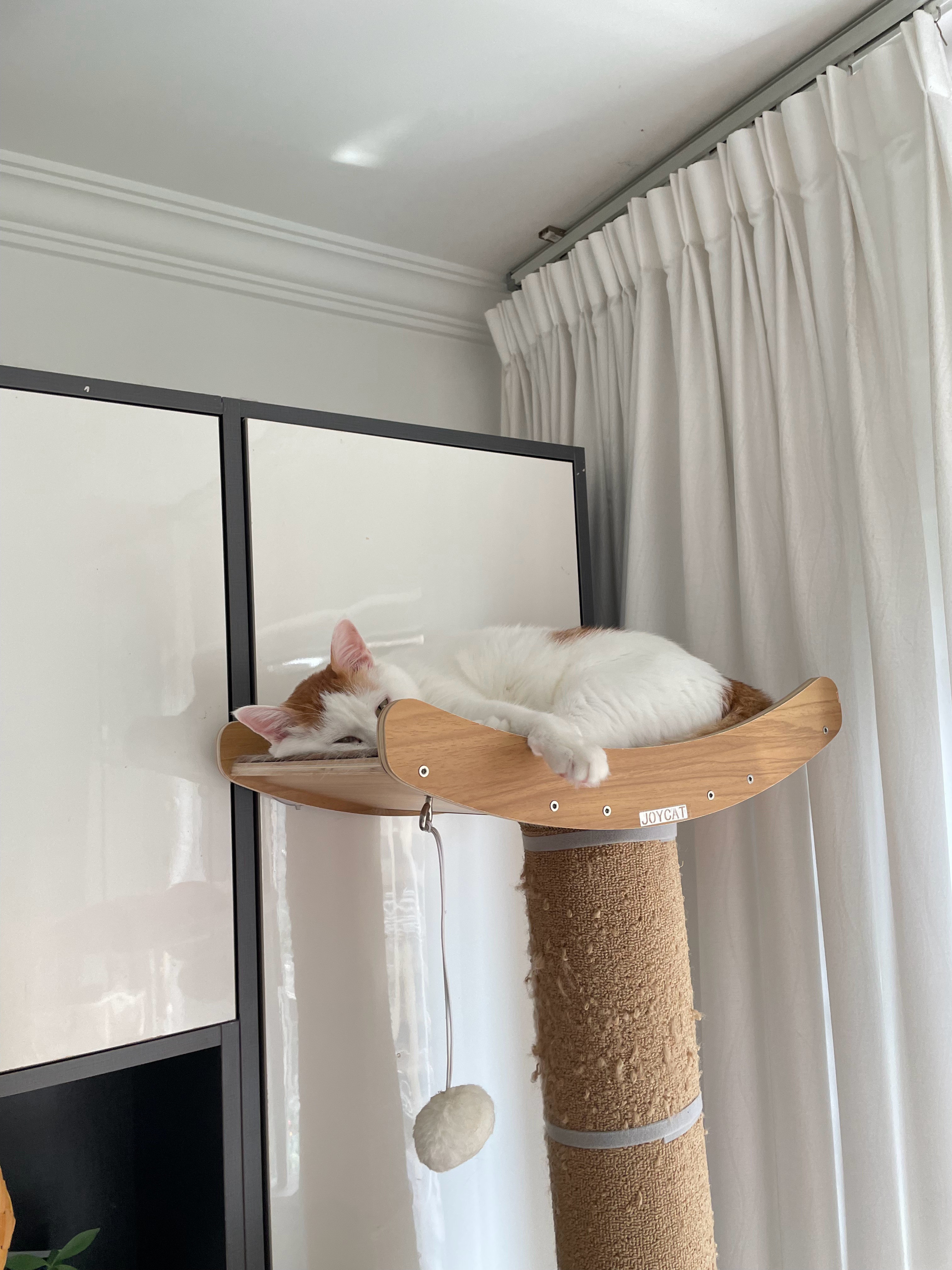 今天是小猫日！