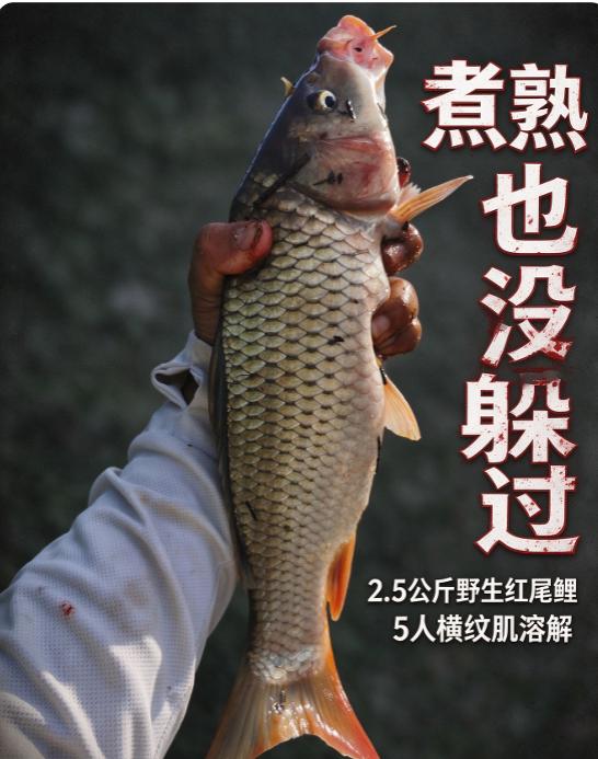 煮熟照样中招！河源龙川7人聚餐，2.5公斤野生红尾鲤害人！5个吃鱼的全横