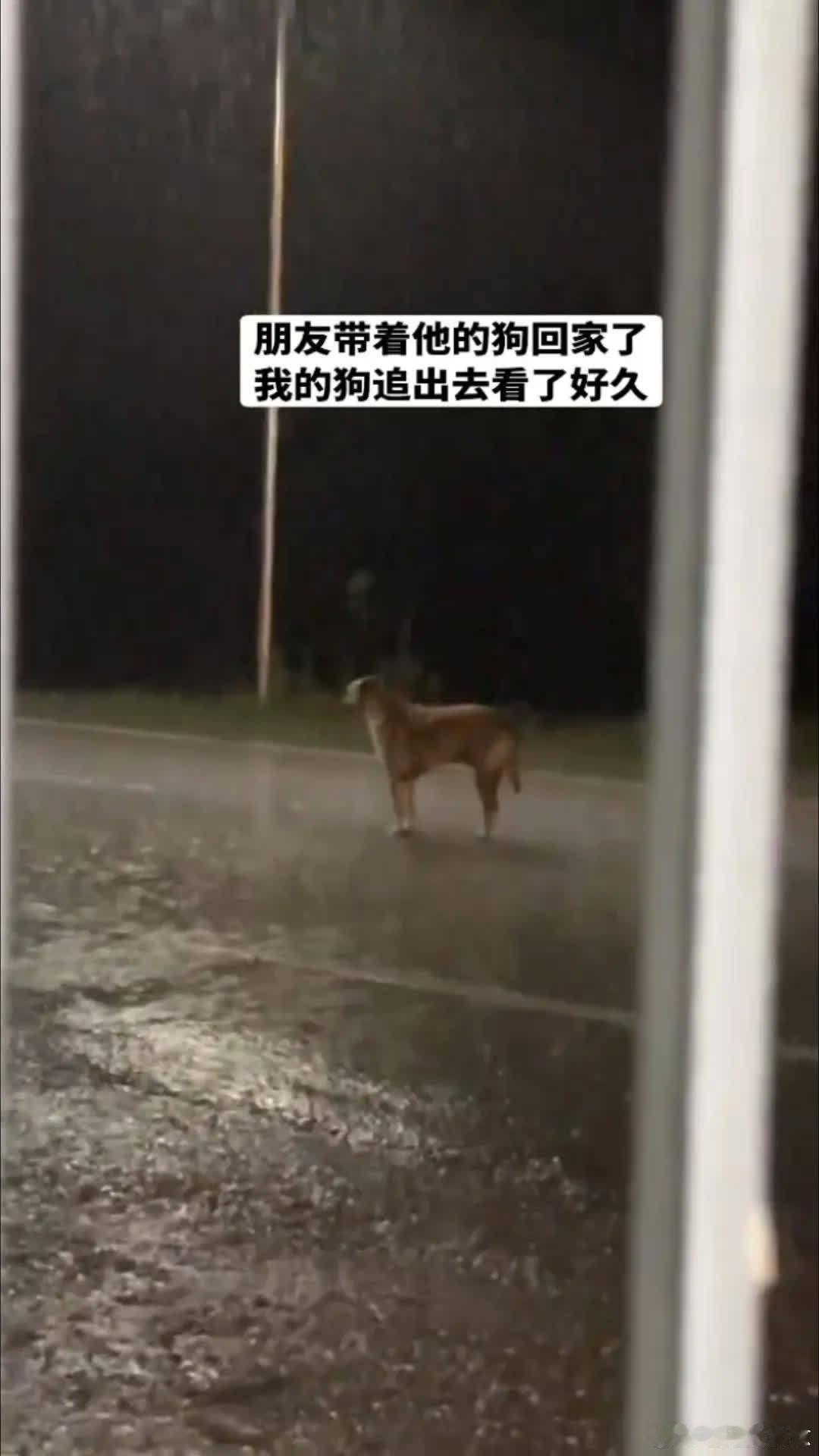 它好像恋爱了……😭萌宠宠物