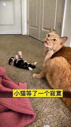 小猫乖乖躺地上，小爪子高高举着，美滋滋等着猫妈过来叼自己。谁成想猫妈只顾着挠脸