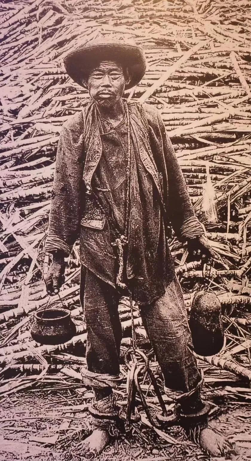 三角贸易开始后，就有大量黑奴被贩卖到南美的种植园里种甘蔗，后来，许多华人被当做猪