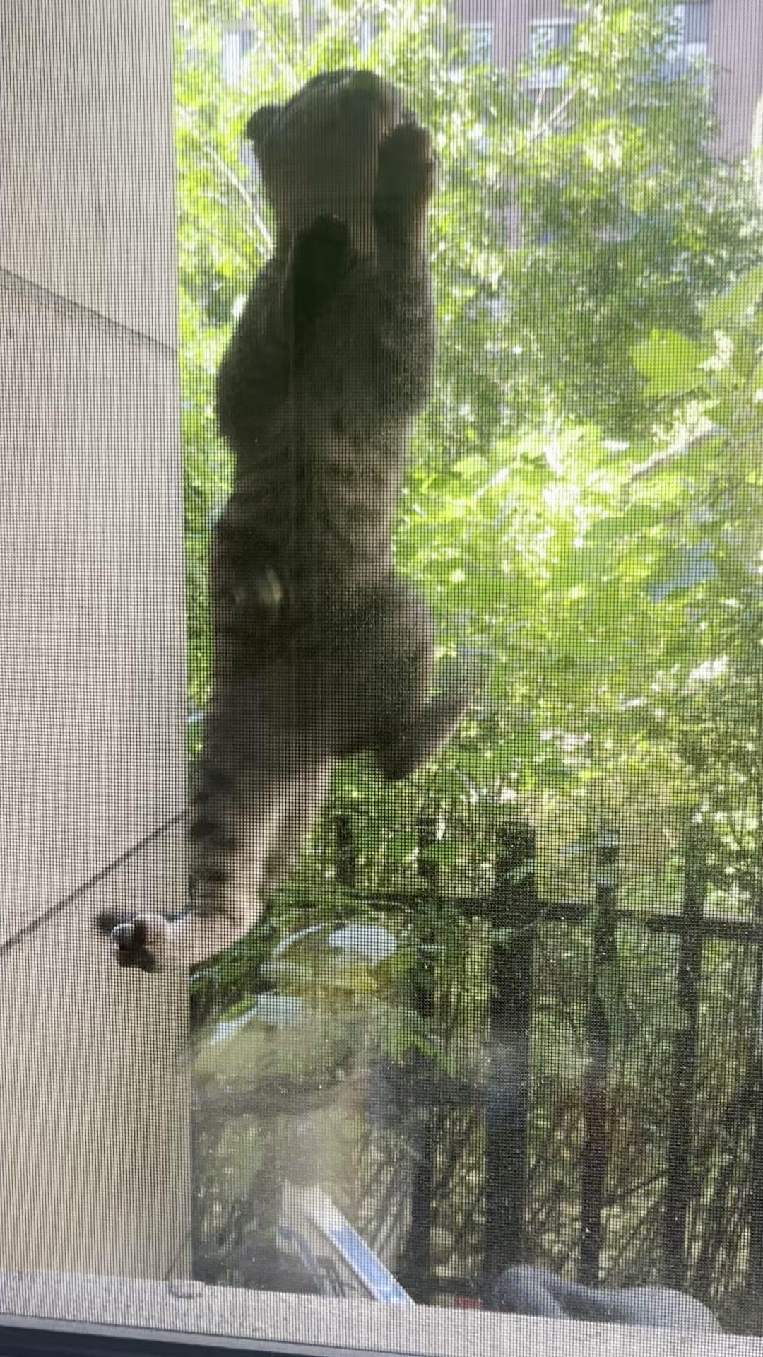 要不要邀请爬纱窗的流浪小猫进屋？窗边偶遇一只流浪小猫，正扒着纱窗往上爬，小爪子扒