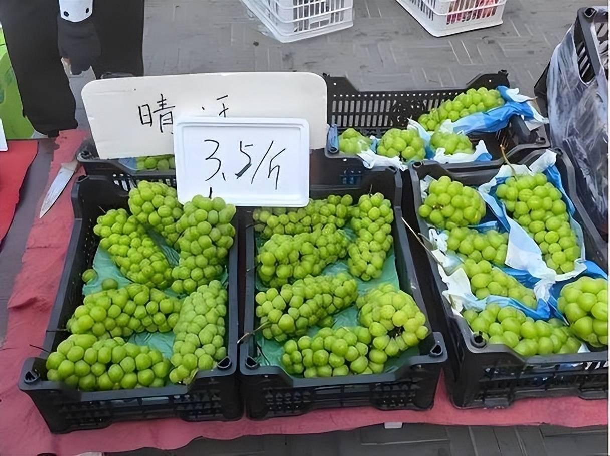2012年阳光玫瑰葡萄种苗被引进山东沂水试种。日方一直没察觉，等到2016年才发