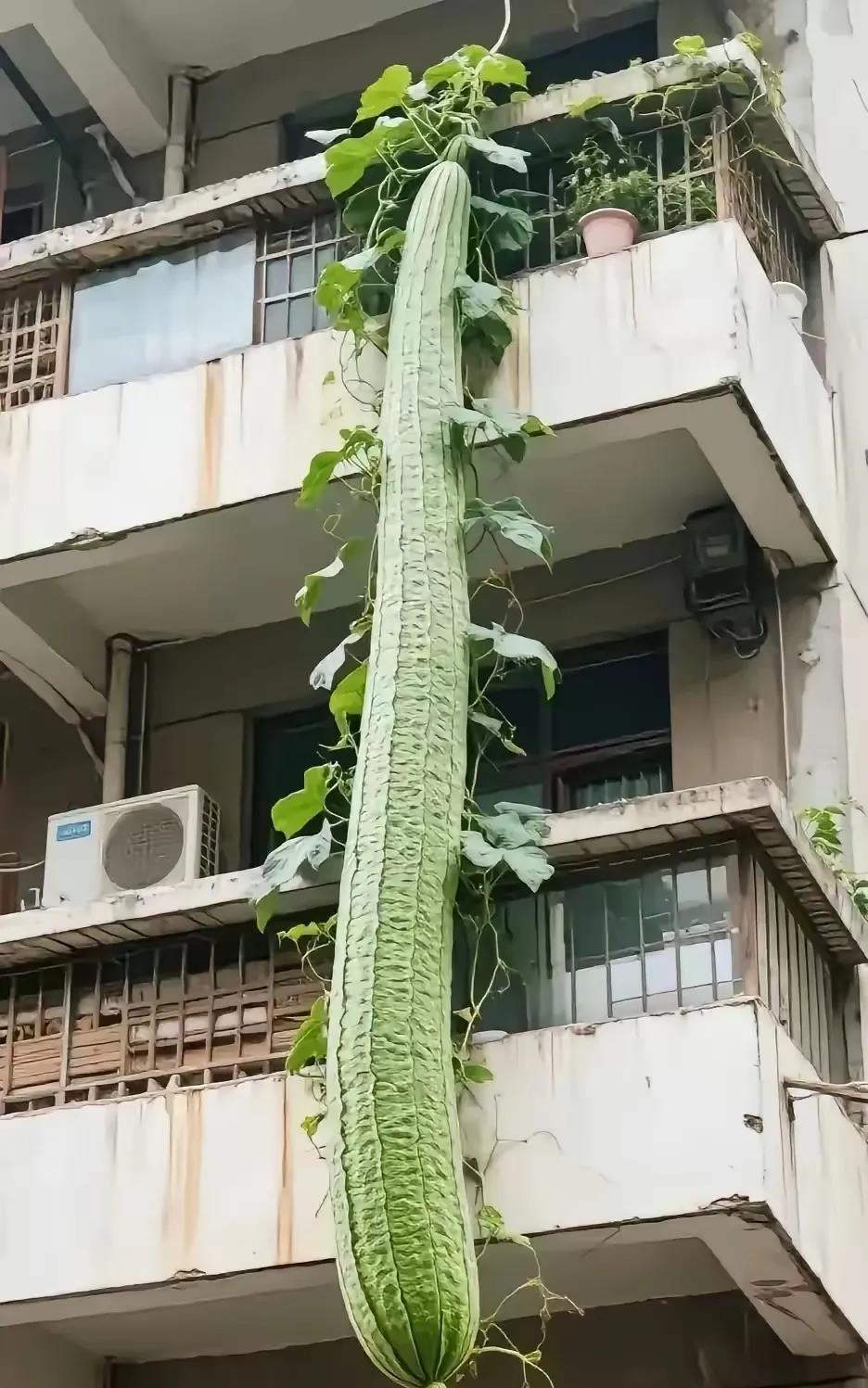 这是什么品种，刚才刷到的！感觉这条丝瓜能抵十条丝瓜的价，买回家煮个丝瓜肉片汤肯定