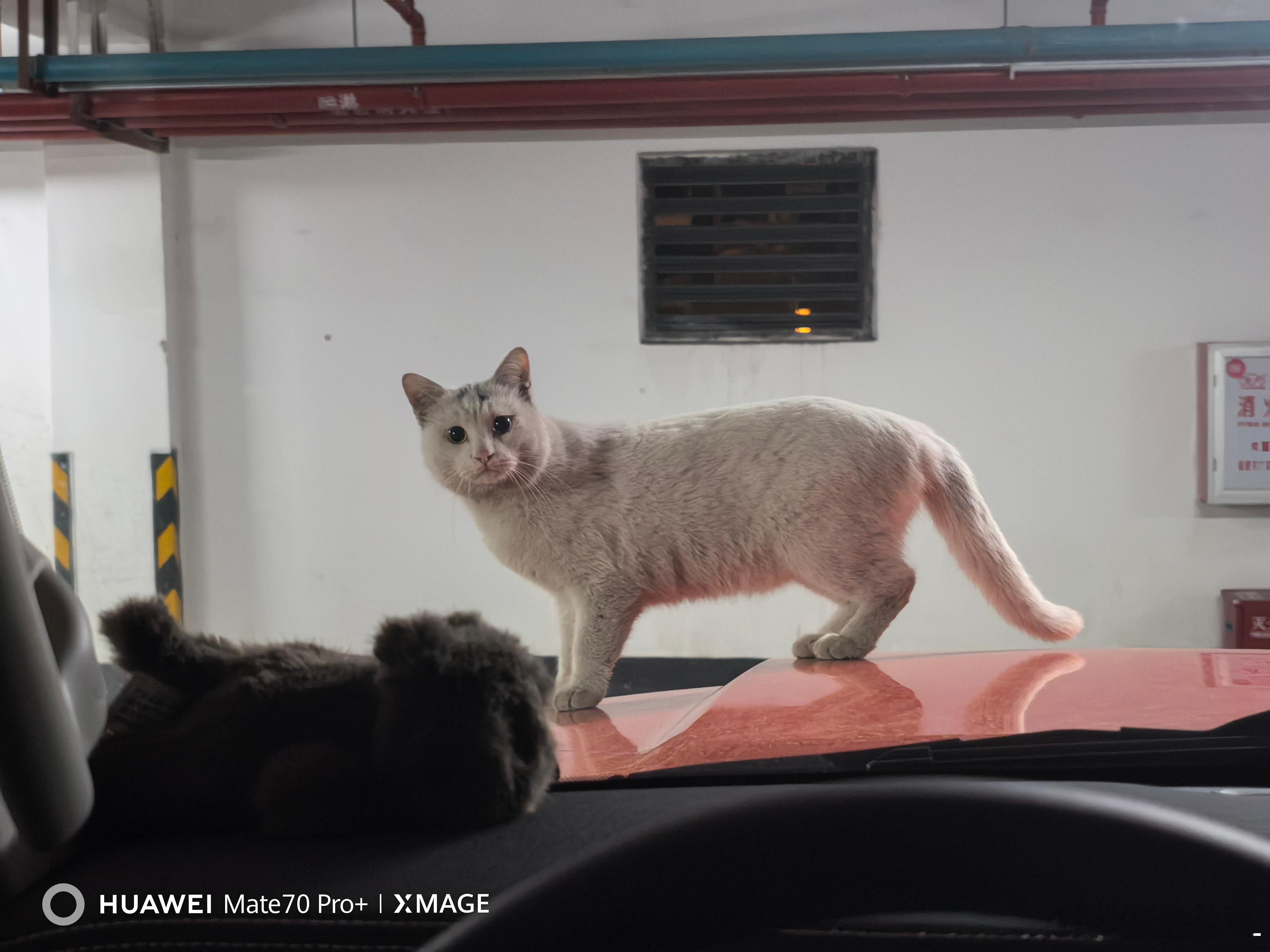 在车里低头收拾东西。突然“咚”的一声，吓我一跳。左看右看，后视镜也看了，没人啊。