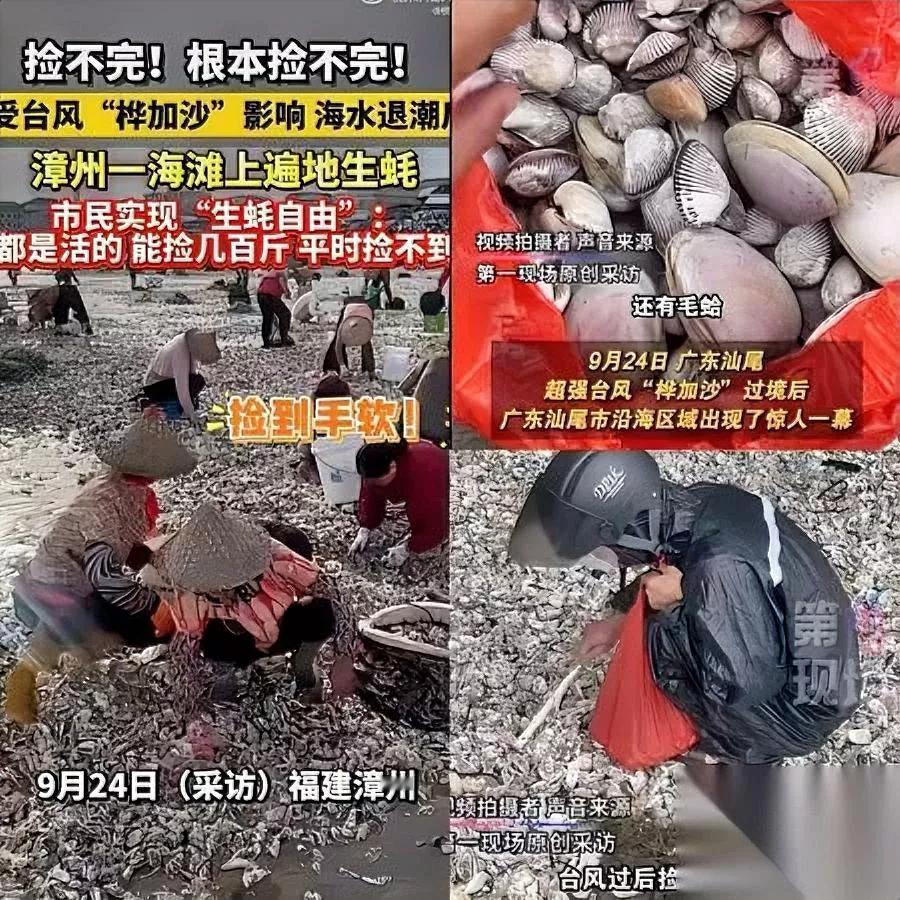 广东人又“赚”了？台风“桦加沙”刚走，汕尾海边直接“掉海鲜”了！退潮