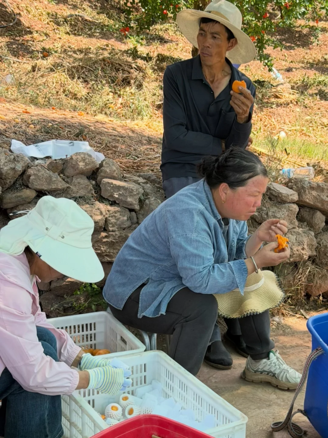 杏子熟了，隔壁村民都来吃，真的好甜。