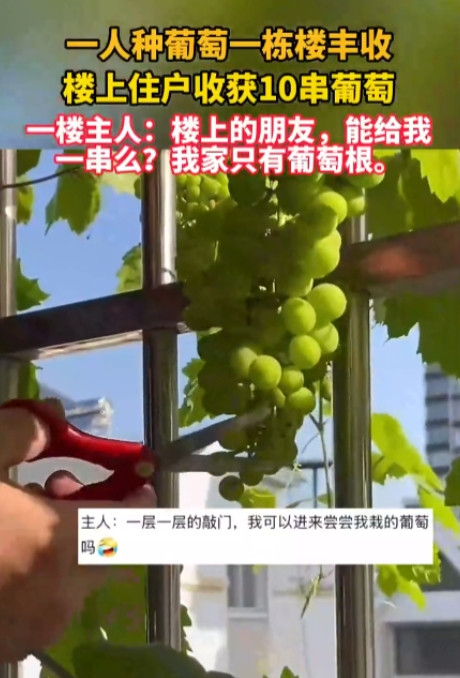 太憋屈了！”近日，广西柳州，一位住在一楼的业主在院子里种了葡萄，结果葡萄藤全部顺
