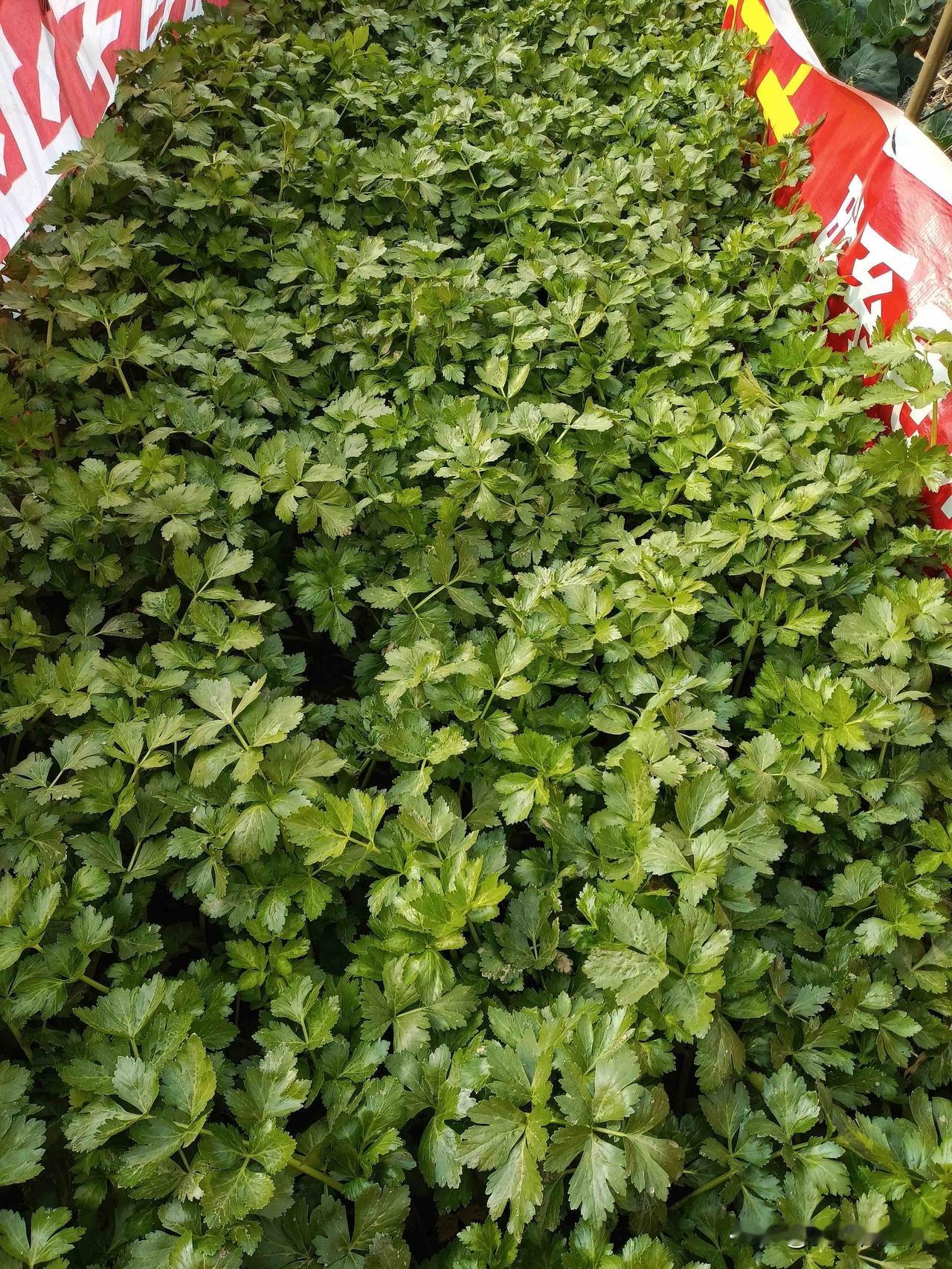 直到母亲鼻梁摔断，我才明白父亲的“善良”小时候，父亲是我心里最善良的人。