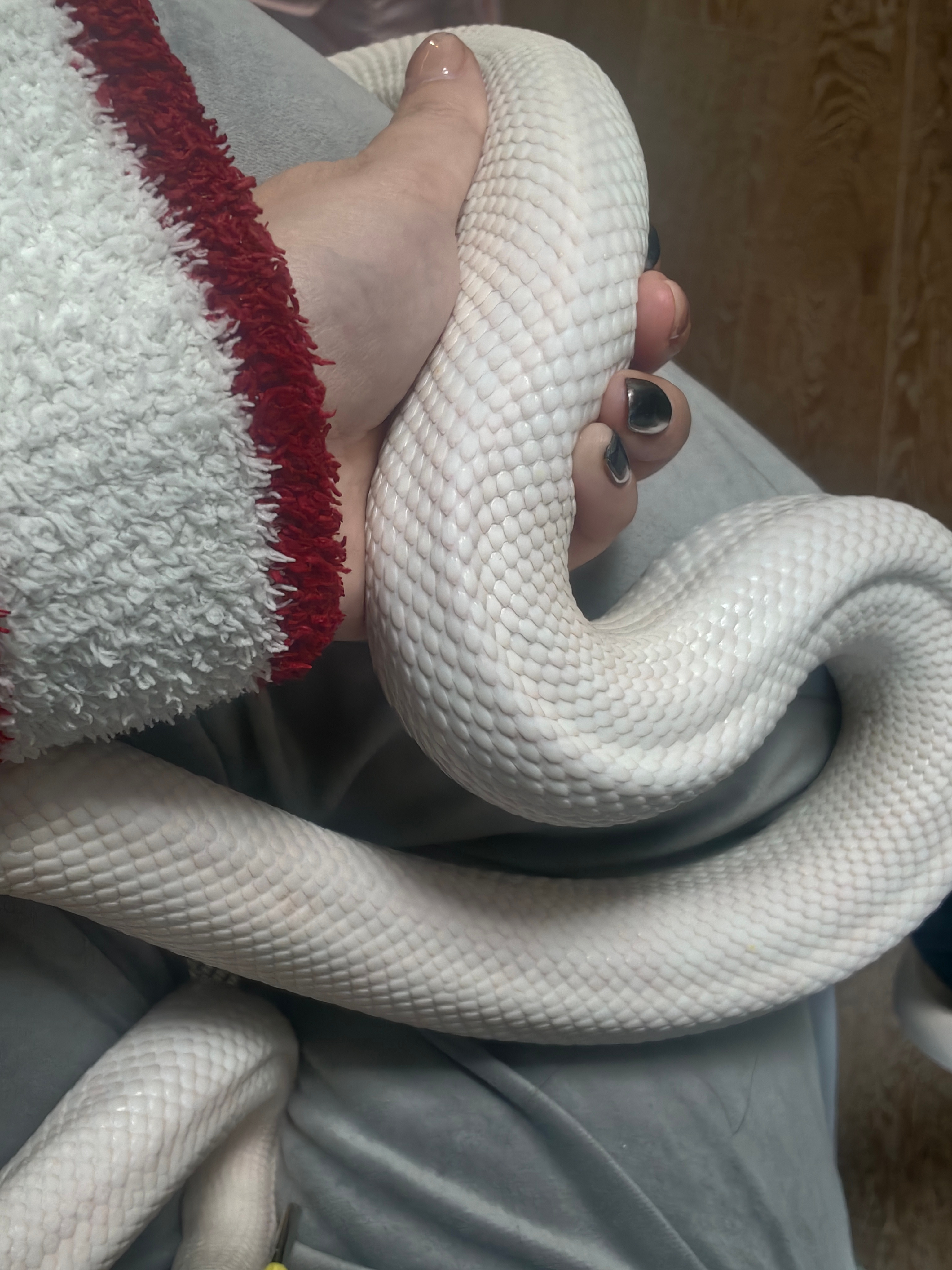 长势喜人的月奴，一回家就贴贴，就是大了太活泼了，想好好自拍一张都费劲。