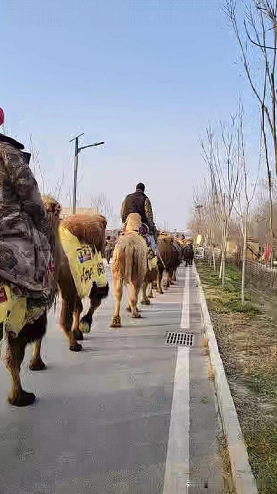 东天山驼队，一支商旅驼队，与重走丝绸之路无关。不要再绑架重走丝路。消耗丝