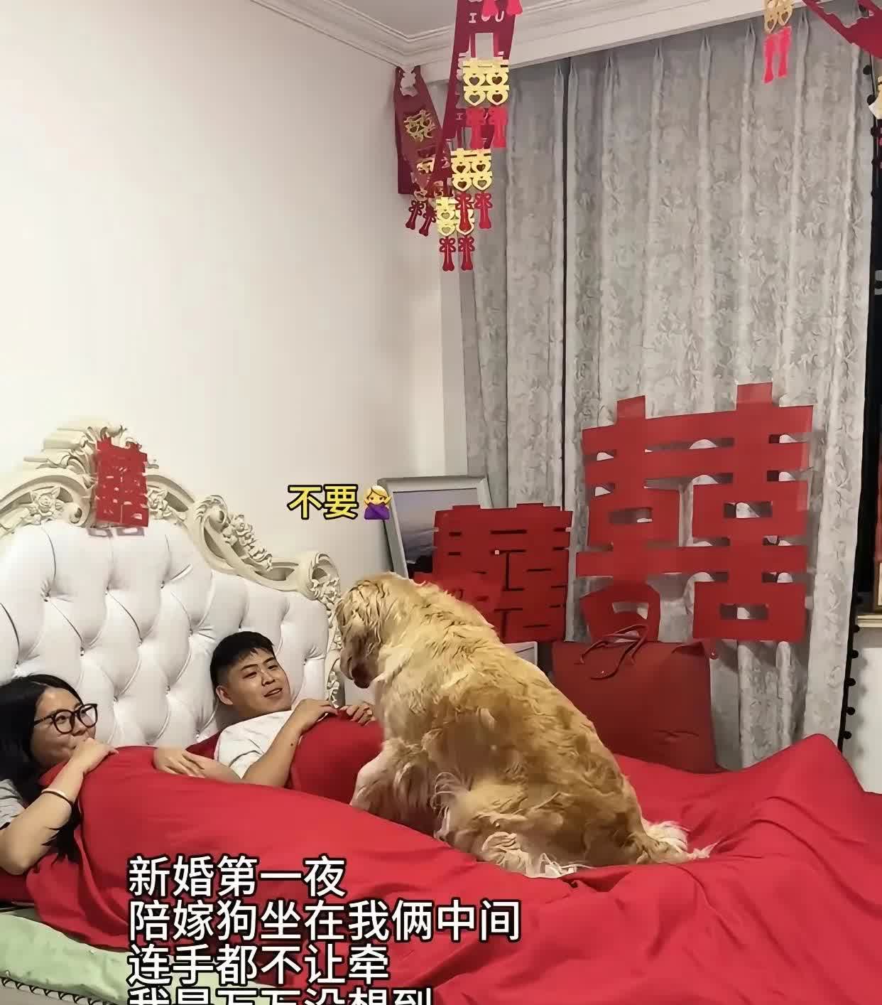 狗哥：想碰我妈，除非赏我两块大骨头一男子结婚，没想到女方在陪嫁礼中，竟然