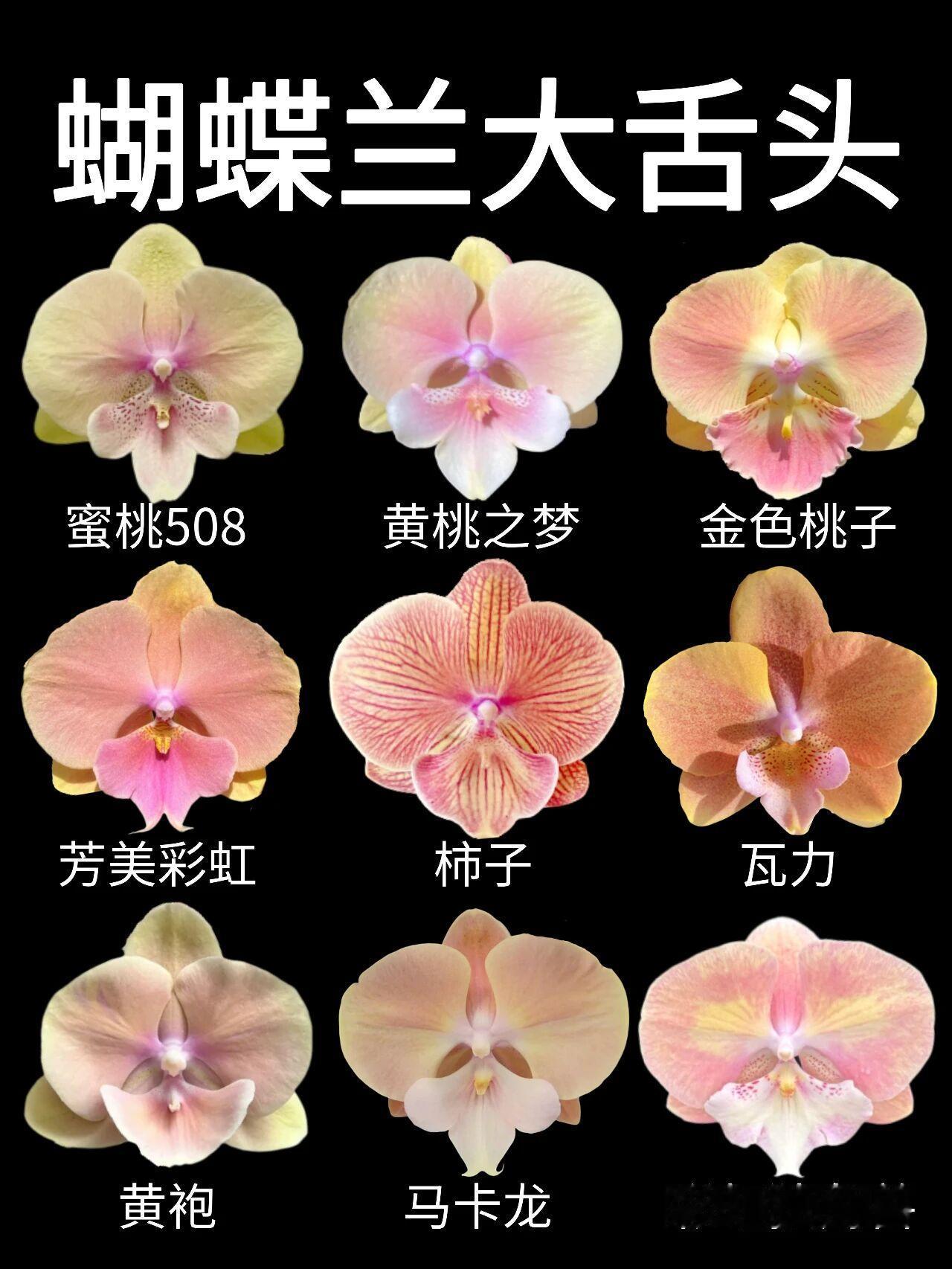 蝴蝶兰大舌头是唇瓣花瓣化变异的品类，因唇瓣宽大舒展、形似舌头而得名，目前市面常见