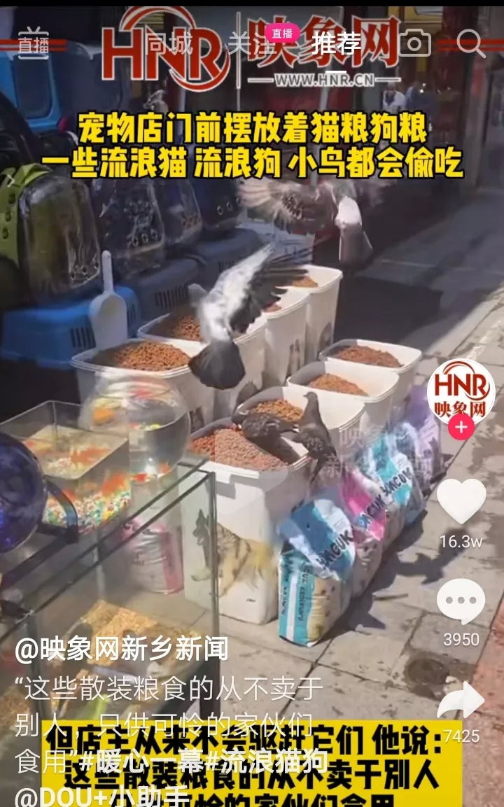 宠物店老板特意在门前放置散装猫狗粮，吸引了很多流浪猫狗甚至小鸟来食用。老板说这些