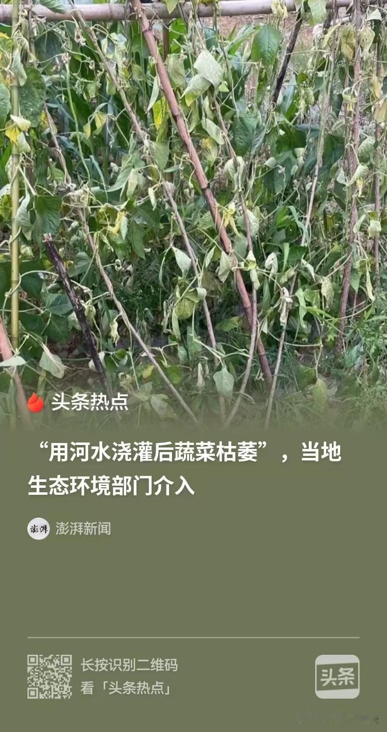 河南，村民发现，他们用河水浇灌的花生和菜地，花生苗卷边发蔫儿了，那些豆角黄瓜辣椒