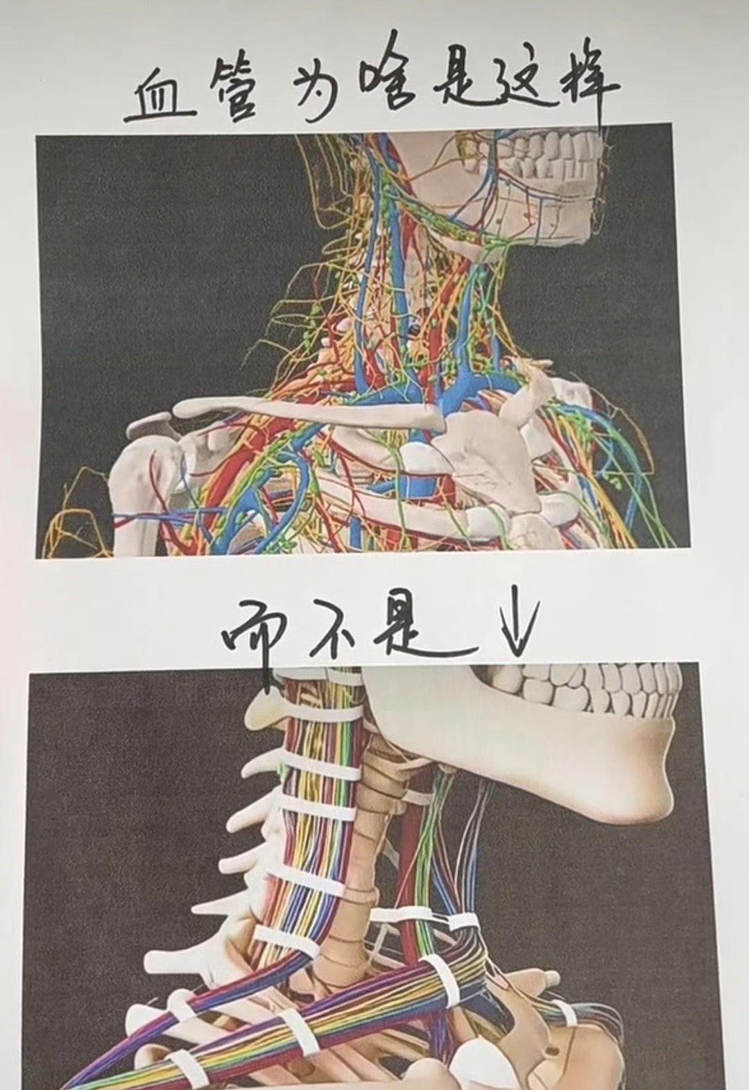 人类大脑神奇的血管！杀手：很好地解决了一刀无法毙命的困扰！癌细胞：克服了短时