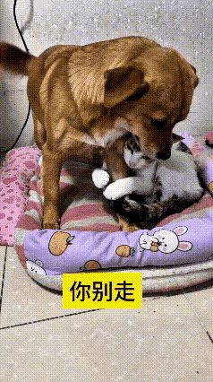 刚刷到这段猫狗同窝的视频，挺有意思的。本来俩小家伙在窝里安安稳稳趴着，互不打扰。