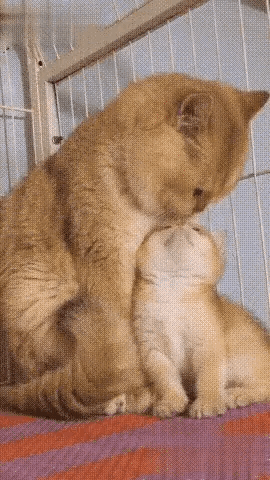 猫咪亲情的一家！