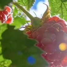 1900种植树莓的种植方法：选地整地：树莓适合种植在阳光充足、土壤肥沃、排水良