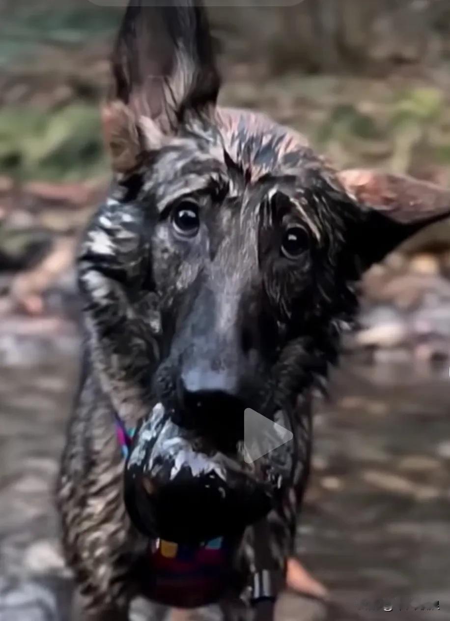 流浪警犬十分狼狈地在大街上认出了训导员，满眼泪水地望着他，想要倾诉心中的委屈，嘴