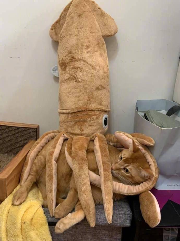 给猫咪买的新玩具.....