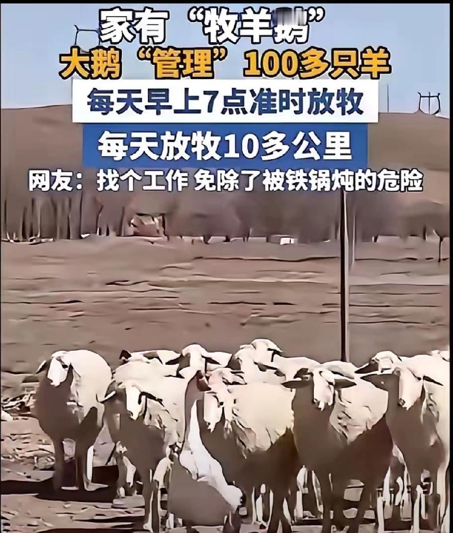 内蒙古一男子，因家中2只大鹅总打架，便把其中一只放在羊圈喂养，谁知，这大鹅竟然帮