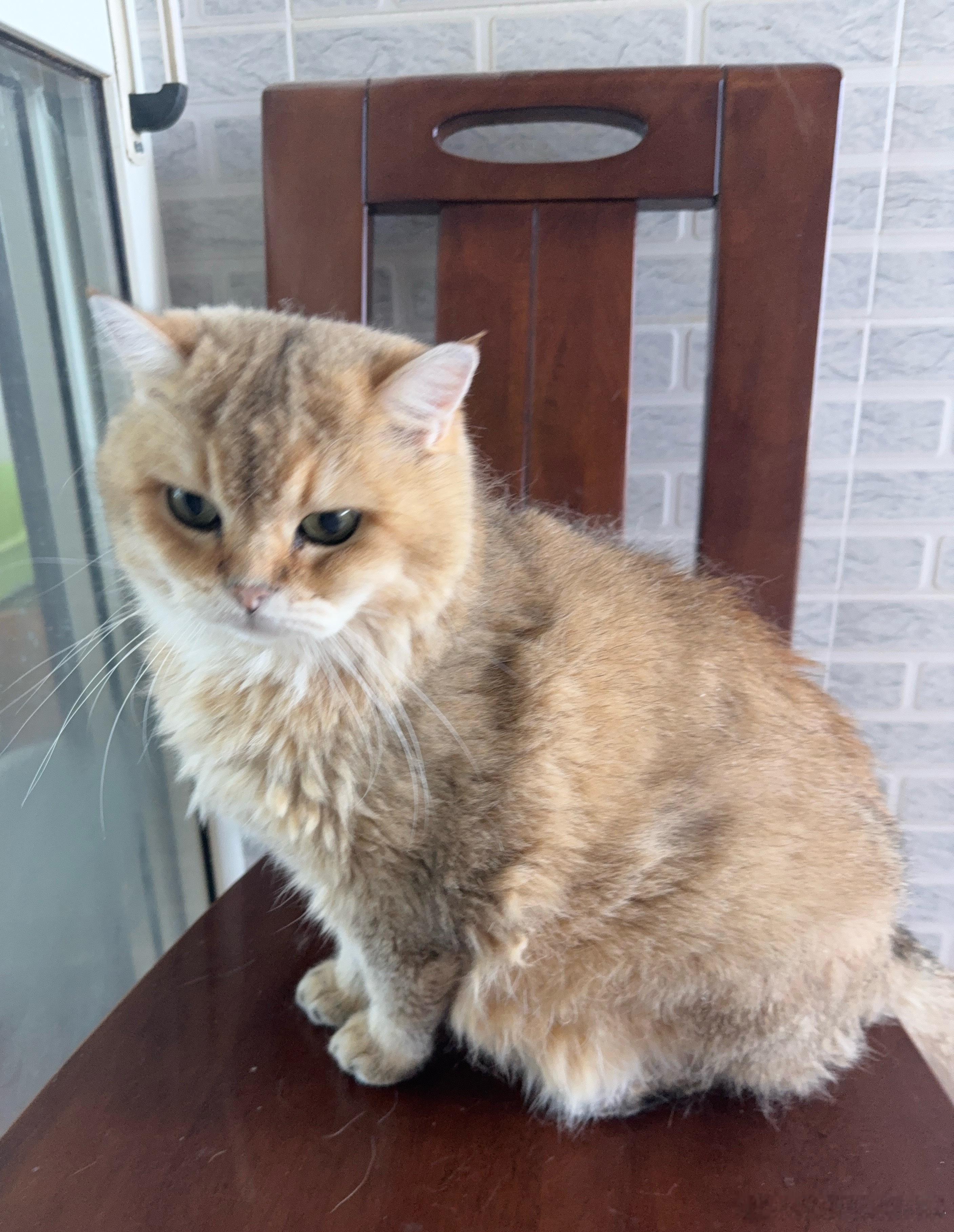 新猫！萌宠猫咪​​​