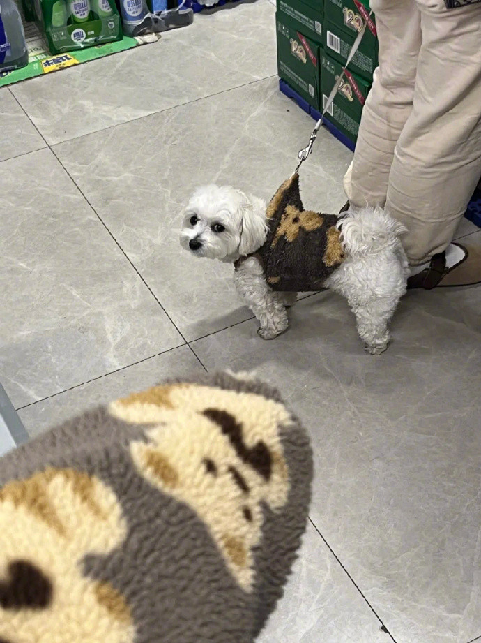 和路人的小狗撞衫了