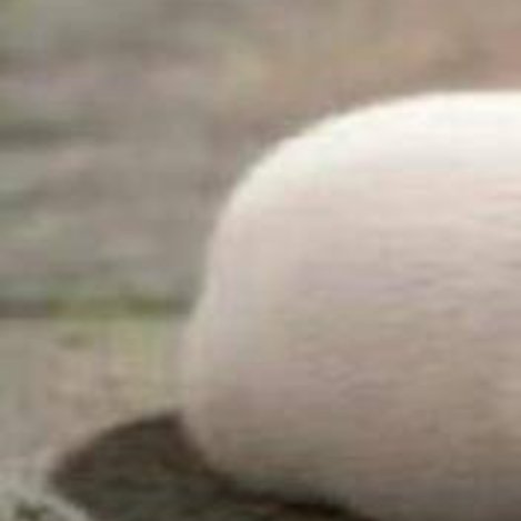 0000种桃子🍑一、种植时间种植桃树要选好适宜的时间，一般是在秋季种植，此时气