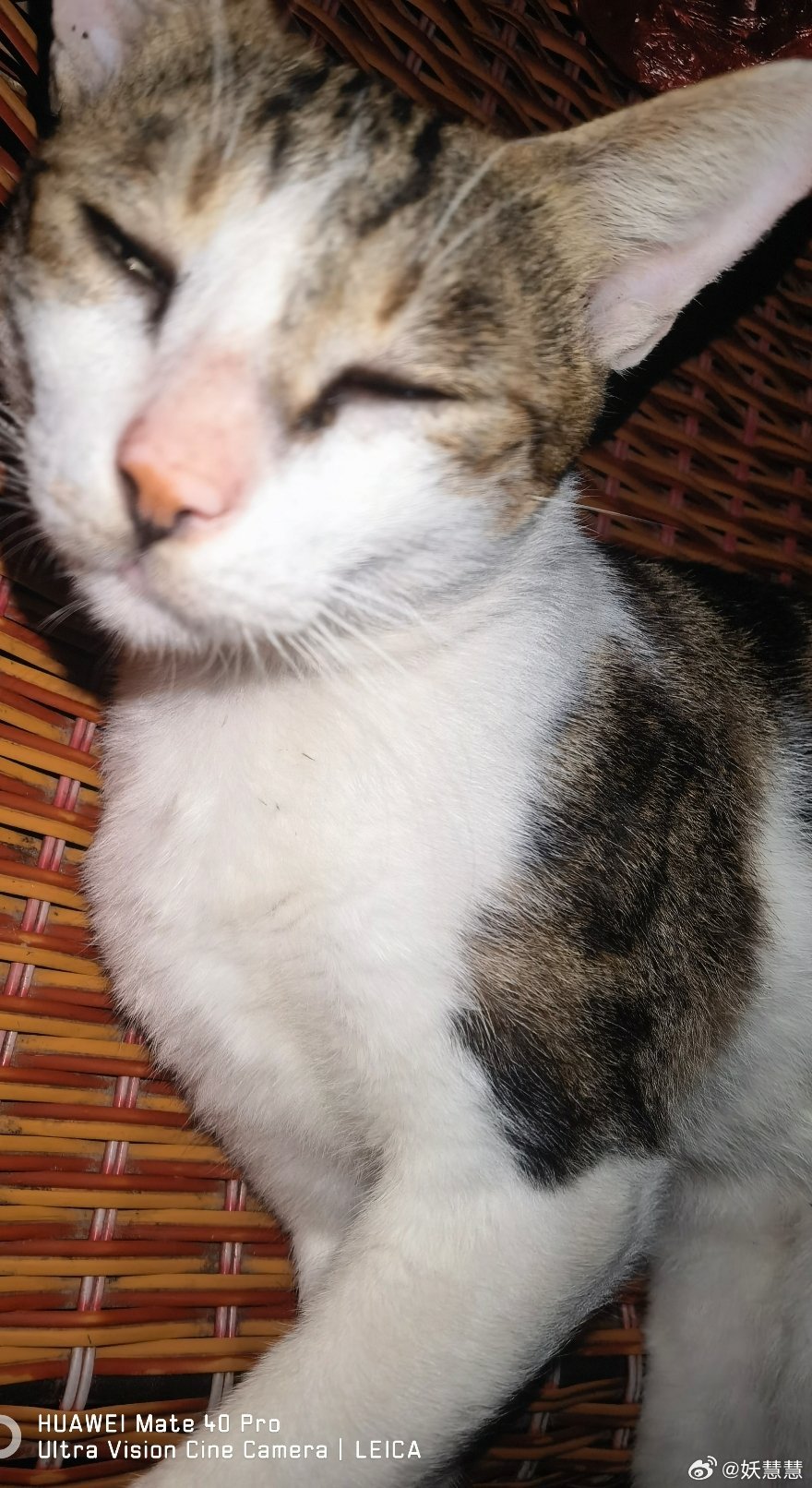 家里的流浪猫的越聚越多，最开始家里只来了一只流浪小猫，不知不觉变成两只、三只、四