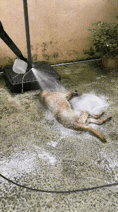 这可真是拿狗当狗霍霍了，这个真是要了狗命了~不知道这位狗主人之前是洗地的还是