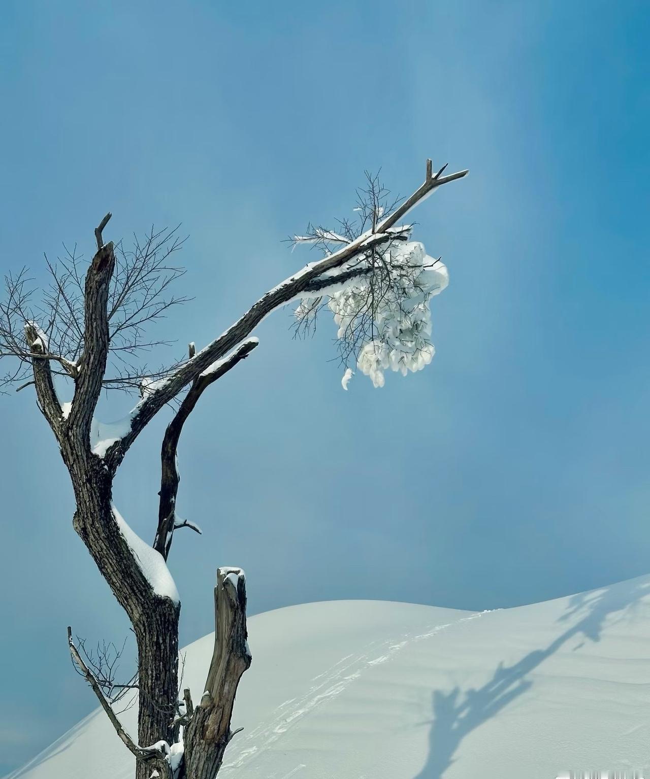 在长春，说到冬天快乐的体验，那绝对是徒步踏雪，在雪地撒欢啦！无论你是小朋友还是大