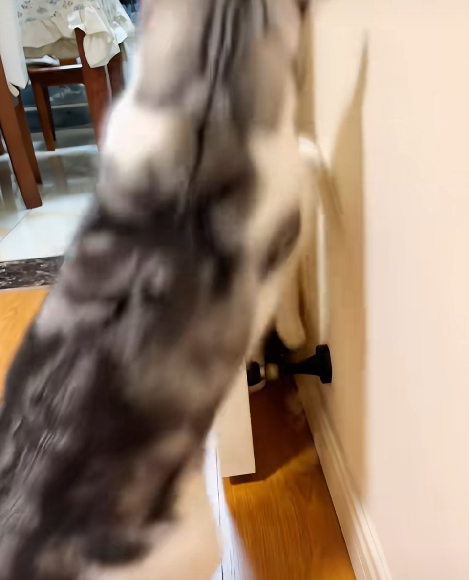 一出完整的躲猫猫