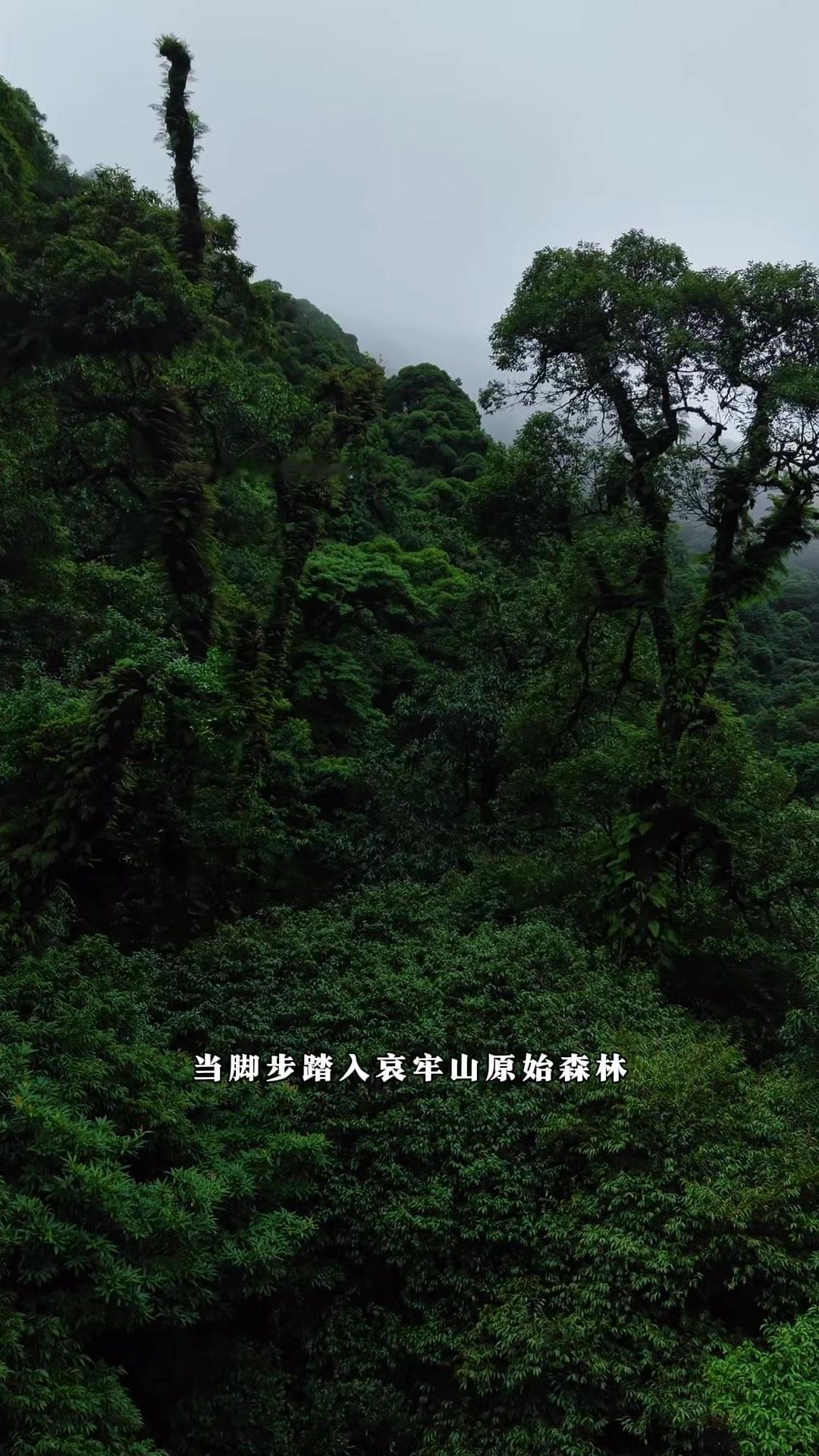 🌲当脚步踏入哀牢山原始森林，才能真正体会到它的神秘与恐惧，皆来自这漫山的雾气。