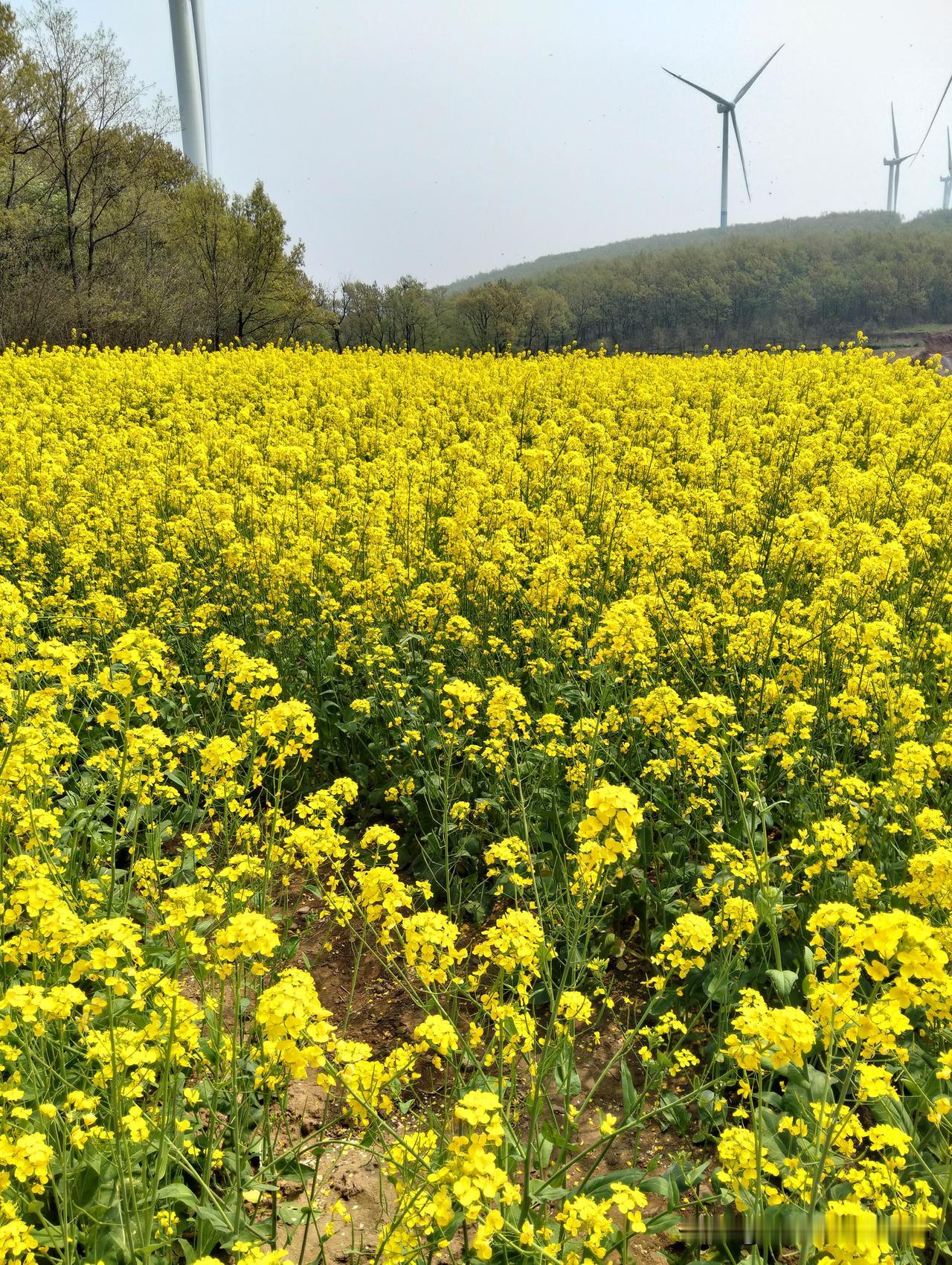 无需到婺源，天下皆婺源婺源的美，不只是一个地名，更是一种意境：白墙黛瓦、梯