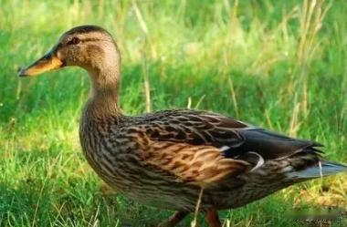 2005年，鸭子被评为世界上最卑鄙的动物，公鸭进化出40厘米长的螺旋状繁殖器官，